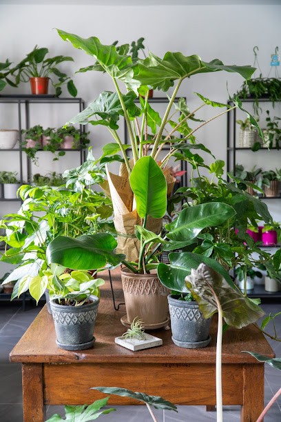 BOTANIKA - Rośliny doniczkowe. Ściany z mchu i roślin stabilizowanych. Aranżacje zielenią domów i przestrzeni użytkowych., Kwiaciarnia w Białystok