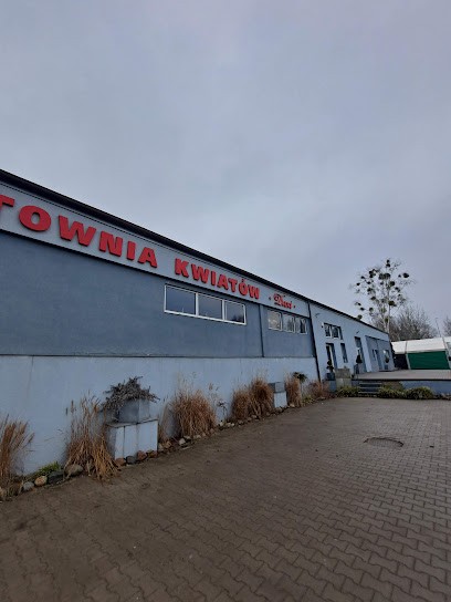 Kwiaty Olsztyn - Hurtownia Kwiatów Dani, Kwiaciarnia w Olsztyn