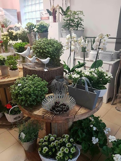 Róża Avalanche, Kwiaciarnia w Otmuchów