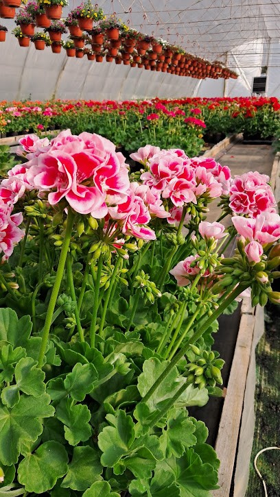 Nosarzewscy - Producent kwiatów rabatowych i chryzantem, Kwiaciarnia w Jesionka
