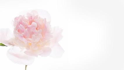 Design Flora Usługi Florystyczne, Kwiaciarnia w Kępki