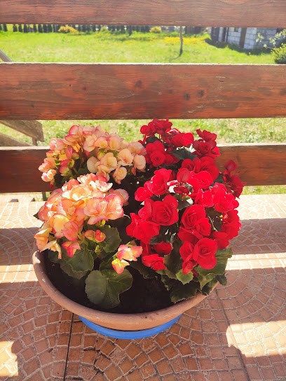 Kwiaciarnia Beata Król Podkowa Leśna, Kwiaciarnia w Podkowa Leśna