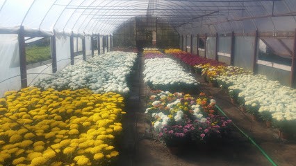 Urbaniak Grażyna. Ogrodnictwo, Kwiaciarnia w Przyłęk