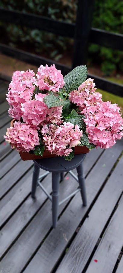 Kwiaciarki, Kwiaciarnia w Gdynia