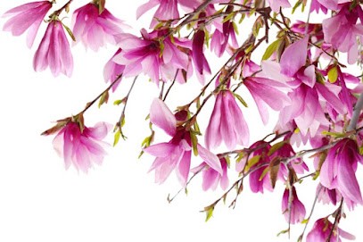 Kwiaciarnia Magnolia pod starym kasztanem, Kwiaciarnia w Krasne