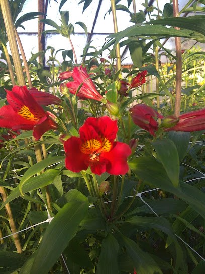 Zajda Grzegorz i Renata. Ogrodnictwo, kwiaty, Kwiaciarnia w Kalwaria Zebrzydowska