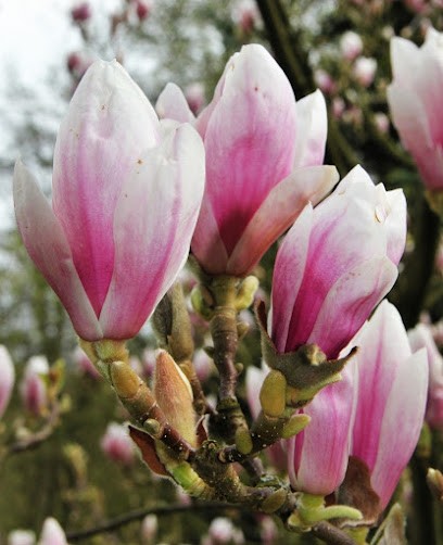 Szafirek. Kwiaciarnia. Spochacz K., Kwiaciarnia w Nekla