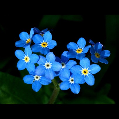 Kwiaciarnia Niezapominajka - Małkinia - Ewa Wereszczyńska, Kwiaciarnia w Małkinia Górna