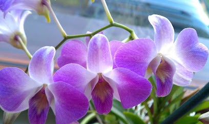 Agata Płocka | flower shop, Kwiaciarnia w Niepołomice