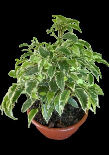 Kwiaty doniczkowe i kwiaty cięte Pszczyna, Kwiaciarnia w Pszczyna