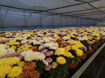 Kwiaty Pacanówka MAS, Kwiaciarnia w Pacanówka