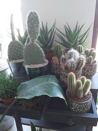 Bukieciarnia Unikat,, Kwiaciarnia w Sochaczew