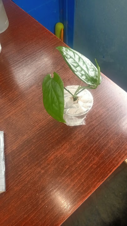 Hands of Plants, Kwiaciarnia w Warszawa