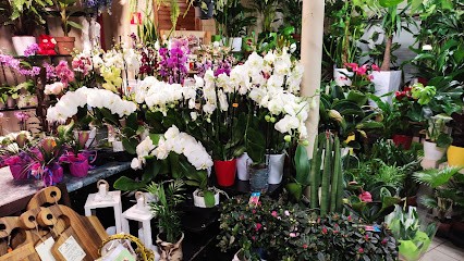 Kwiaciarnia Ogród i Dom. Kwiaciarnia Koluszki. poczta Kwiatowa Koluszki., Kwiaciarnia w Koluszki