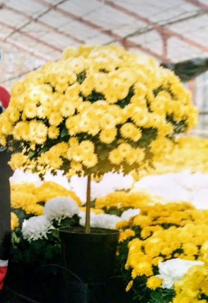 Ogrodnictwo Andrzej Felcyn, Kwiaciarnia w Żnin