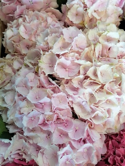 Hurtownia Kwiatów. Bruzdewicz T., Kwiaciarnia w Gronowo Górne