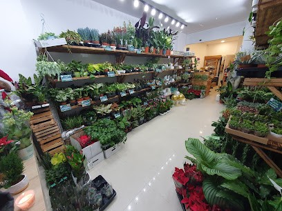 Wow Plants, Kwiaciarnia w Warszawa